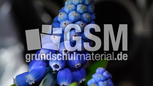 Trauben-Hyazinthe (4).jpg